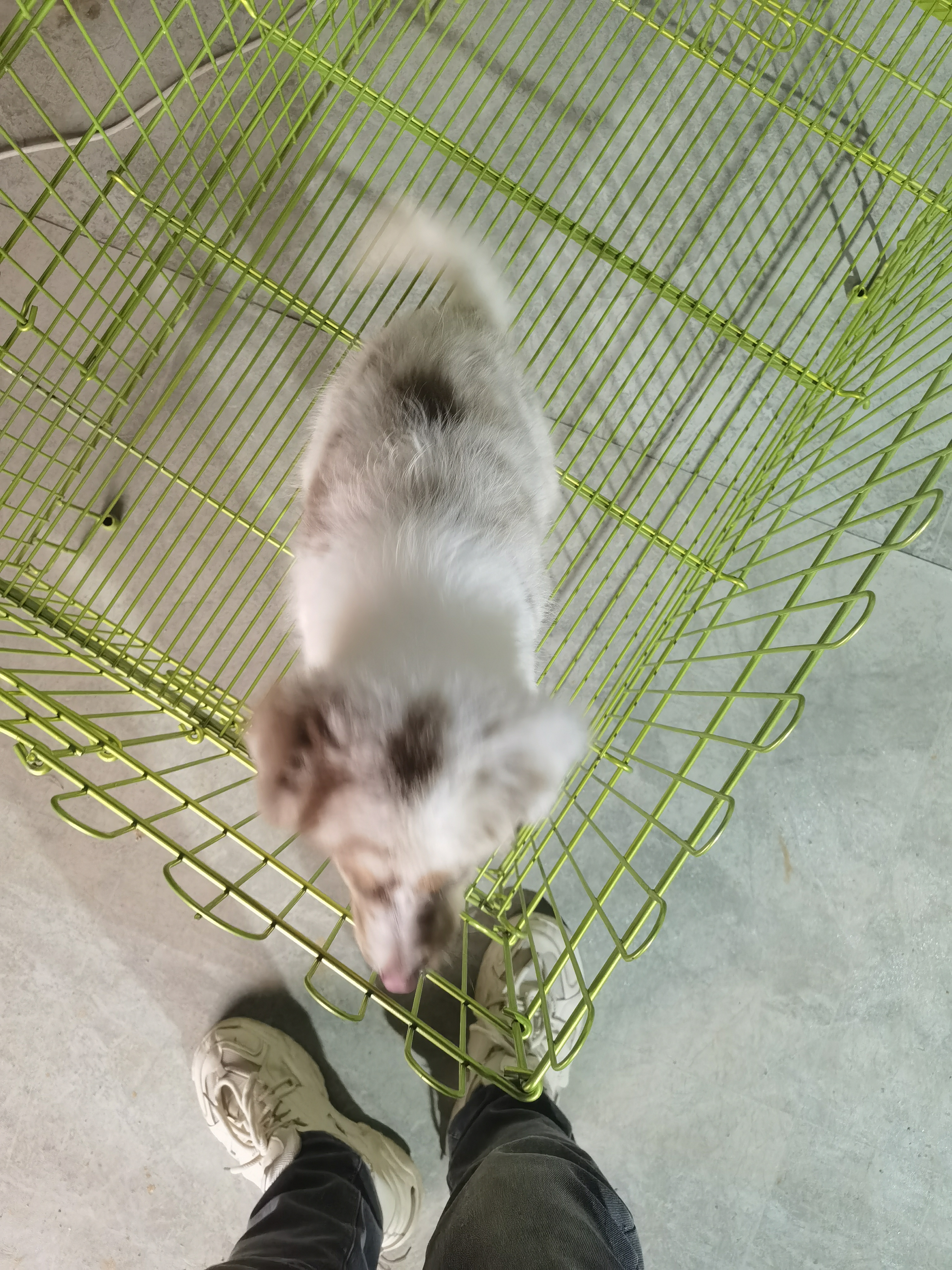 血统赛级红陨石边牧